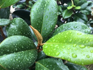 Teddy Bear Magnolia