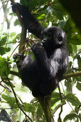 Fototapeta premium Bwindi Impenetrable Forest Mountain Gorillas, Uganda