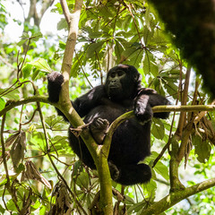 Bwindi Impenetrable Forest Mountain Gorillas, Uganda