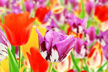 tulip flower in de focused background 