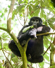 Juvenile Gorilla, Bwindi Impenetrable Forest Mountain Gorillas, Uganda