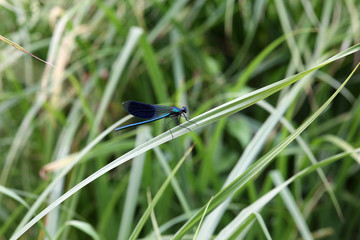 männliche Gebänderte Prachtlibelle (Calopteryx splendens)