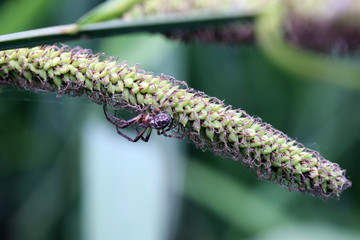 Segge (Carex spec.)