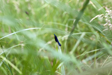 männliche Gebänderte Prachtlibelle (Calopteryx splendens)