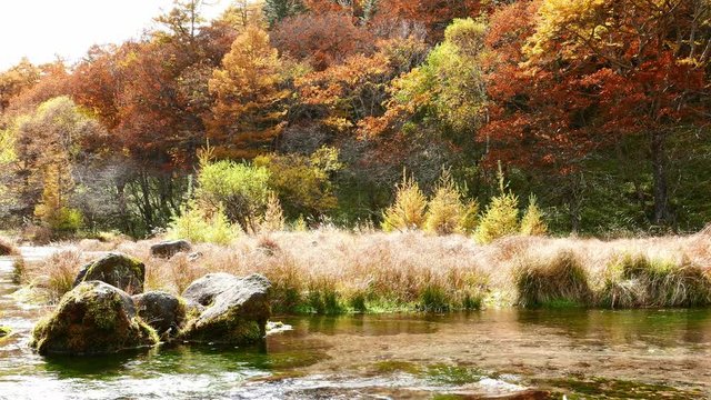 Swamp in nikko at Japan