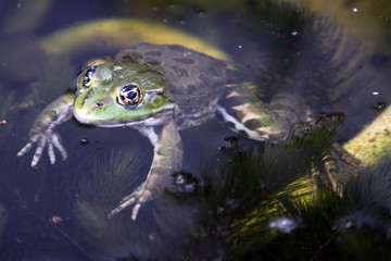 Obraz premium Teichfrosch (Pelophylax esculentus), Wasserfrosch