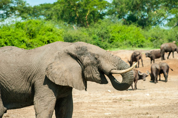 African elephant, Uganda