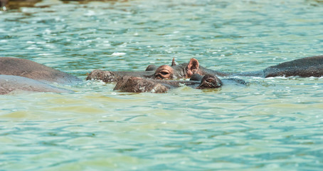 Hippo, Queen Elizabeth Park, Uganda