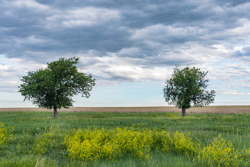 Fototapeta na wymiar Trees alone on the Prairie