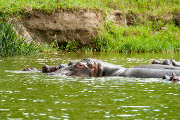 Hippo, Queen Elizabeth Park, Uganda