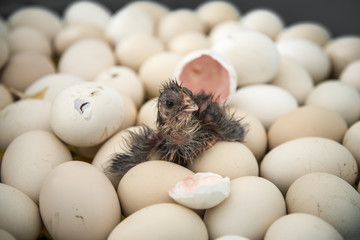 Chicken hatching from egg at a farm - obrazy, fototapety, plakaty