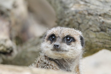 Fototapeta premium Meerkat