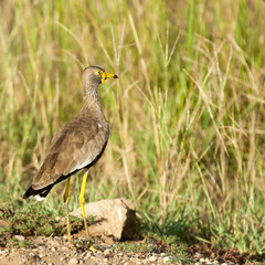 Lake Mburo Park, Uganda