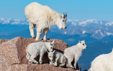 Mountain Goat and Lambs on Top of Rocky Mountain