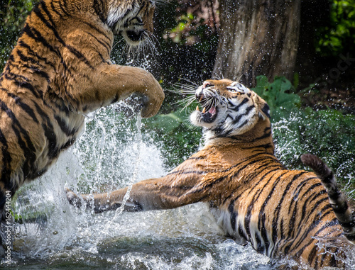 "Siberian tiger fighting in the water" Stock photo and royalty-free ...