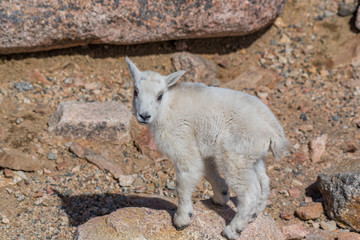 Obraz na płótnie Canvas Mountain Goat Baby on the Mountain