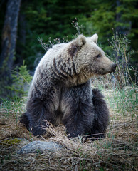 Fototapeta na wymiar Alberta, Canada Grizzly