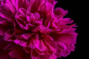 crimson pink peony flower closeup on black or white background