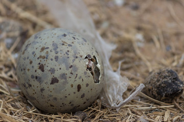 Остров Чаек