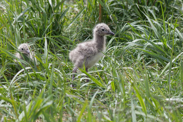 Остров Чаек