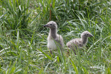 Остров Чаек