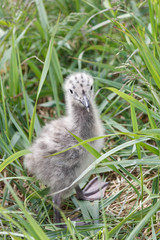 Остров Чаек