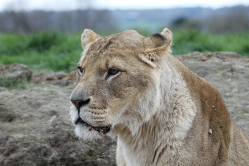 Fototapeta premium Lioness