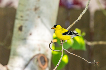 American Goldfinch Perched on a Branch