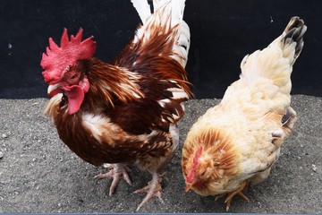 ニワトリ/神奈川県平塚総合公園
