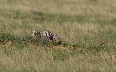 American Badger Cubs at Den
