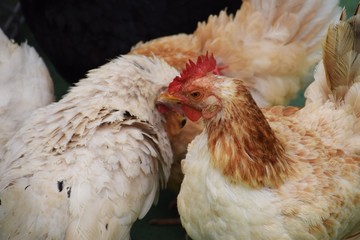 ニワトリ/神奈川県平塚総合公園
