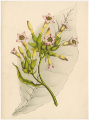 Tobacco Plant. Date: circa 1870