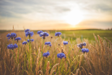Blue field flowers in the high grass along the side of the road