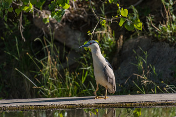 Black-crowned Night Heron with Deformed Leg