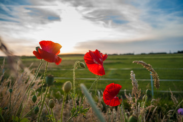 Red field flowers or poppies in the evening sun