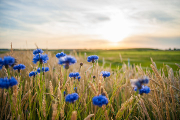 Blauwe veldbloemen in het hoge gras langs de kant van de weg