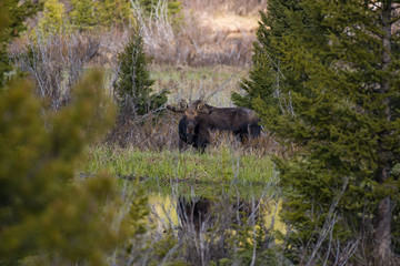 Bull Moose Stare
