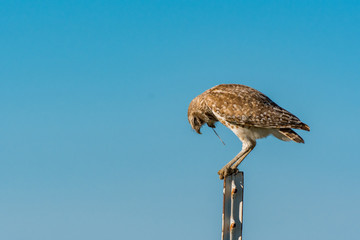 Burrowing Owl Coughing up a Pellet