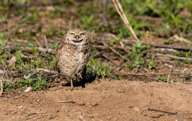 Burrowing Owl Above its Den