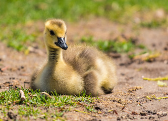Baby Canada Goose Gosling