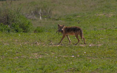 Coyote with Dinner
