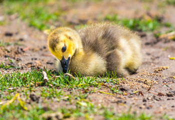 Baby Canada Goose Gosling