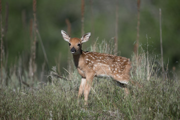 Newborn Deer Fawn