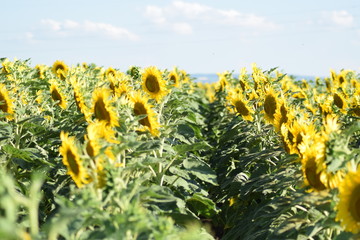 Sunflower field with blue sky 
