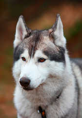 husky dog closeup portrait