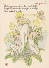 Plants - Primula Vulgaris. Date: 1906