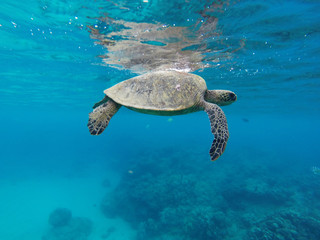 Sea turtle - 162448061