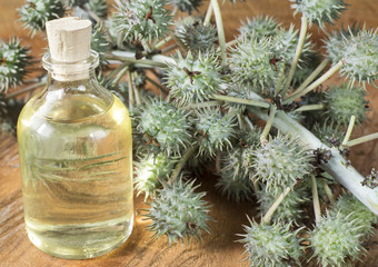 Fruits and castor oil  - Ricinus communis