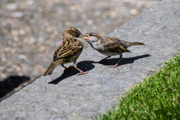 Female adult sparrow feeding fledgling away from the nest