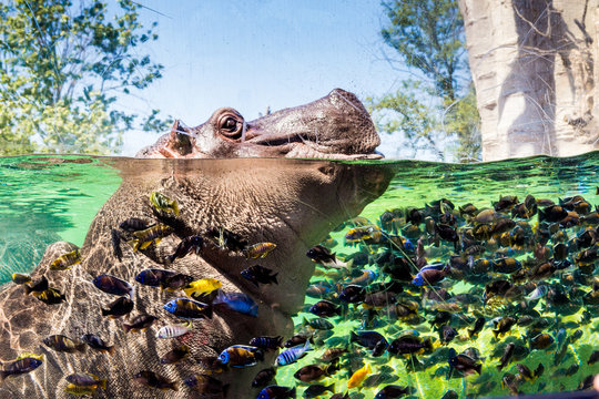 Fototapeta Ippopotamo